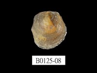 藏品(銀蛤)的圖片